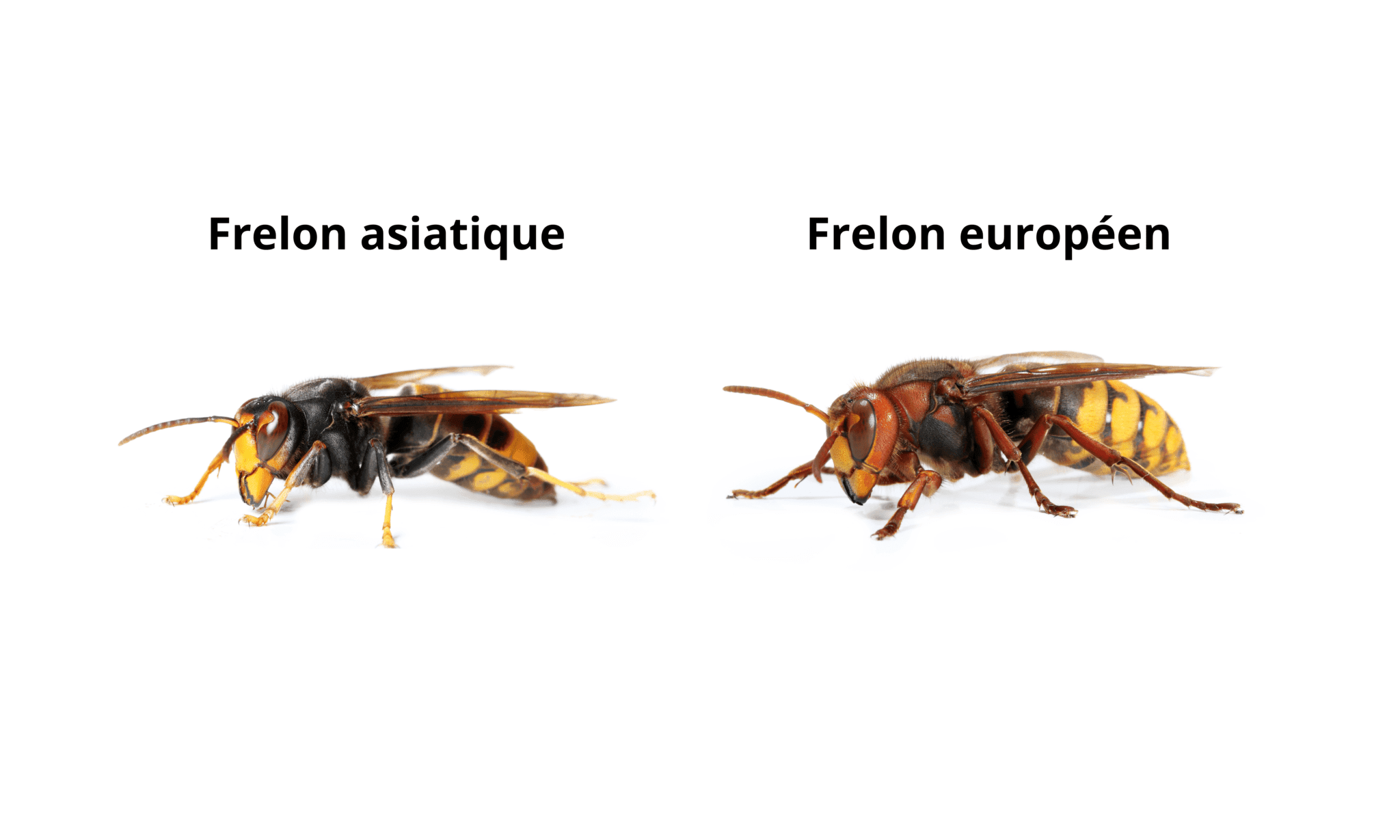 Difference frelon asiatique et europeen.png