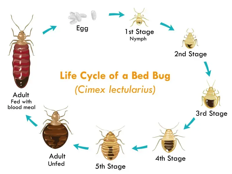 cycle de vie des punaises de lit.webp